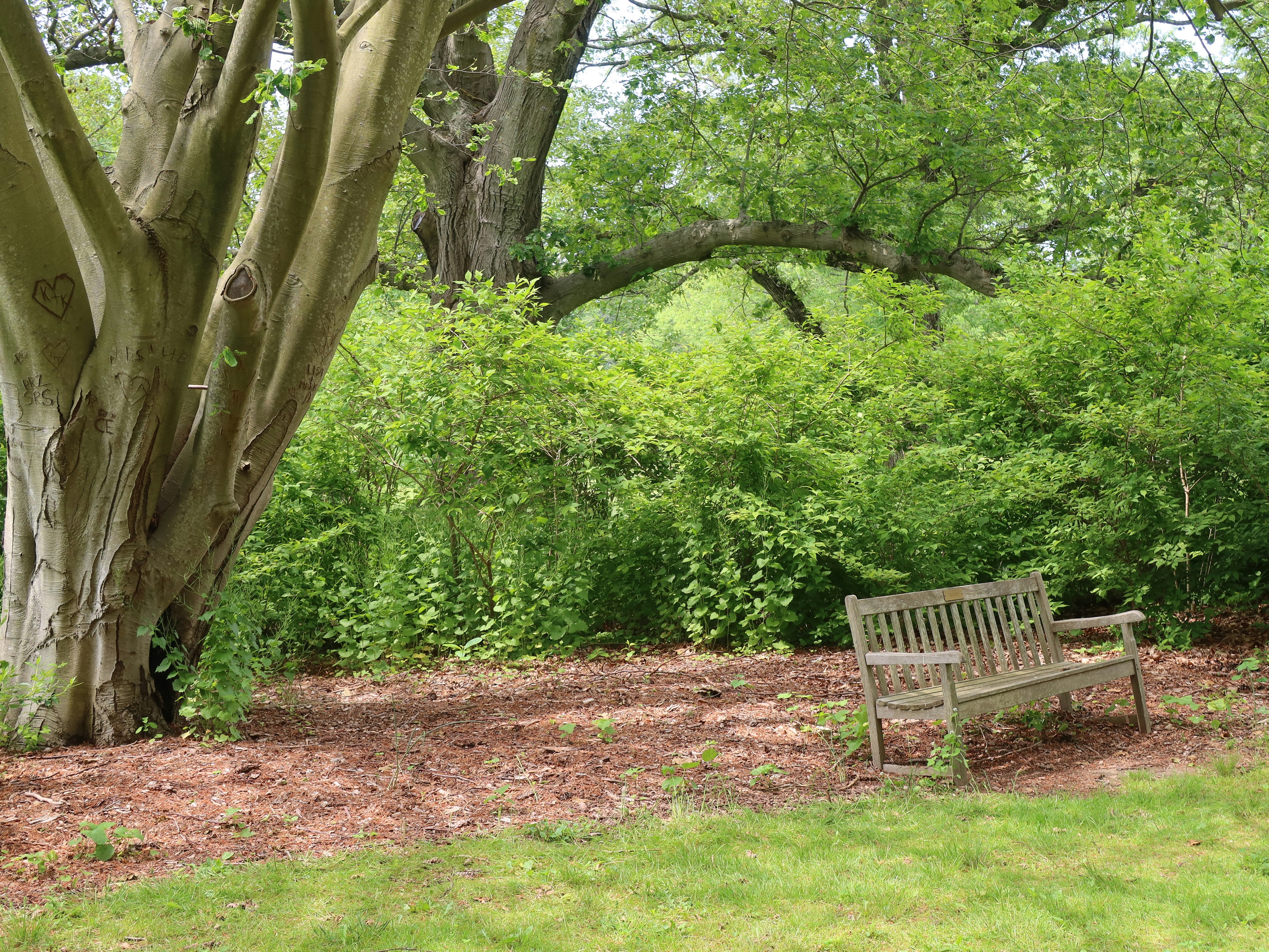 a wooden bench sitting in the middle of a forest