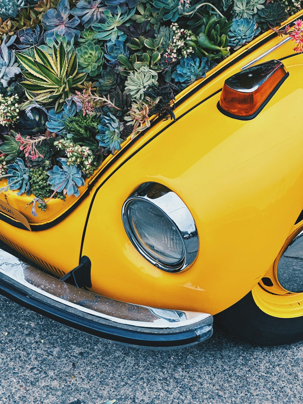 a yellow vw bug covered in succulents