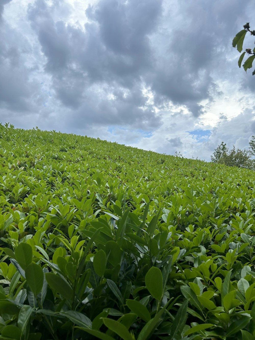 a field of green plants under a cloudy sky