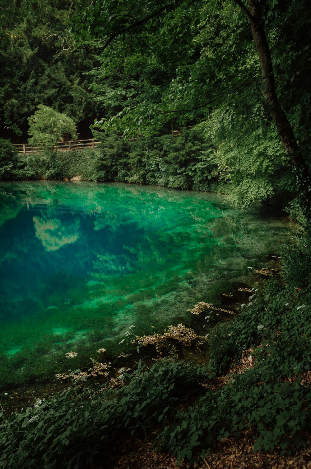 a body of water surrounded by trees and bushes