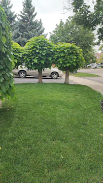 A freshly paved driveway bordered by lush green lawn and newly planted trees.