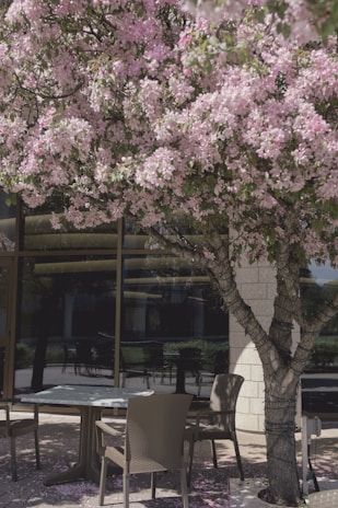 Outdoor patio with comfortable seating surrounded by blooming flowers and trees.