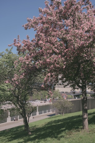 A vibrant photo of Legnica's riverside park during a sunny day, with locals jogging and walking dogs.
