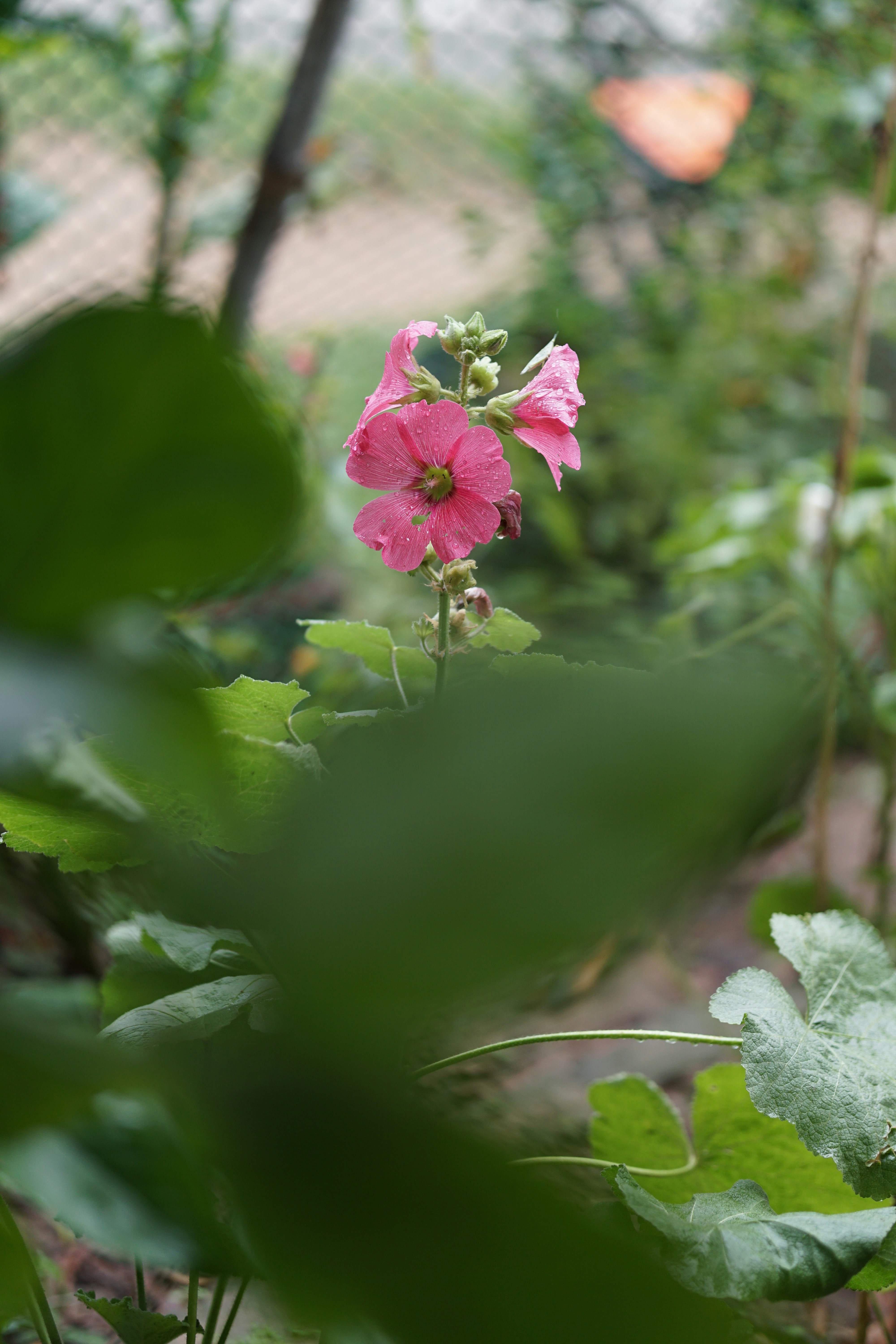 a pink flower with green leaves in the foreground