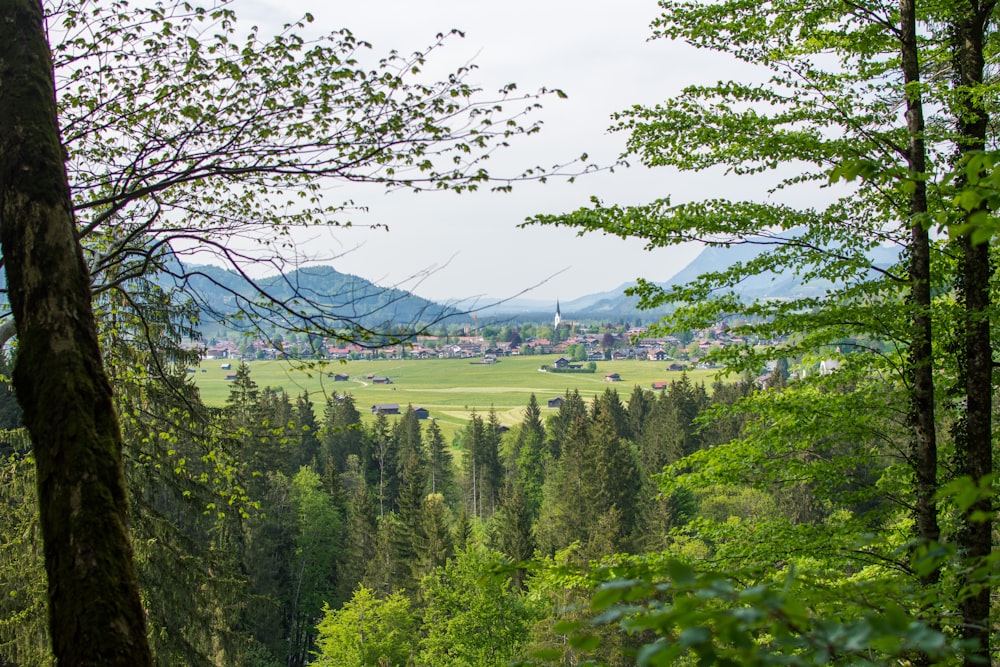 a lush green forest filled with lots of trees