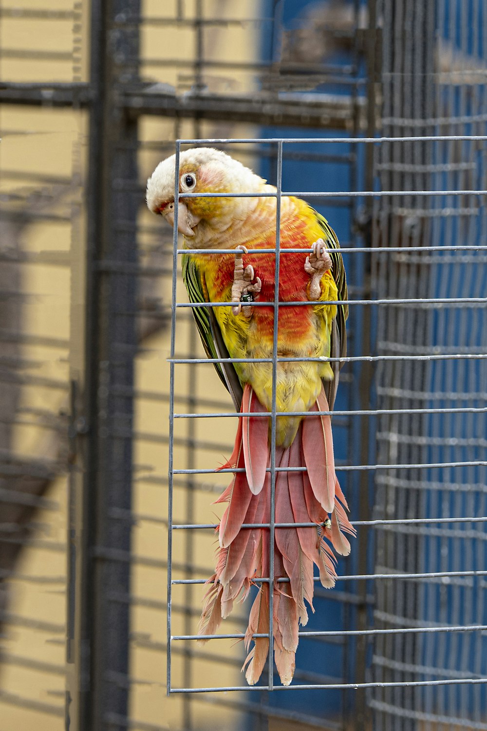 a colorful bird sitting on top of a cage