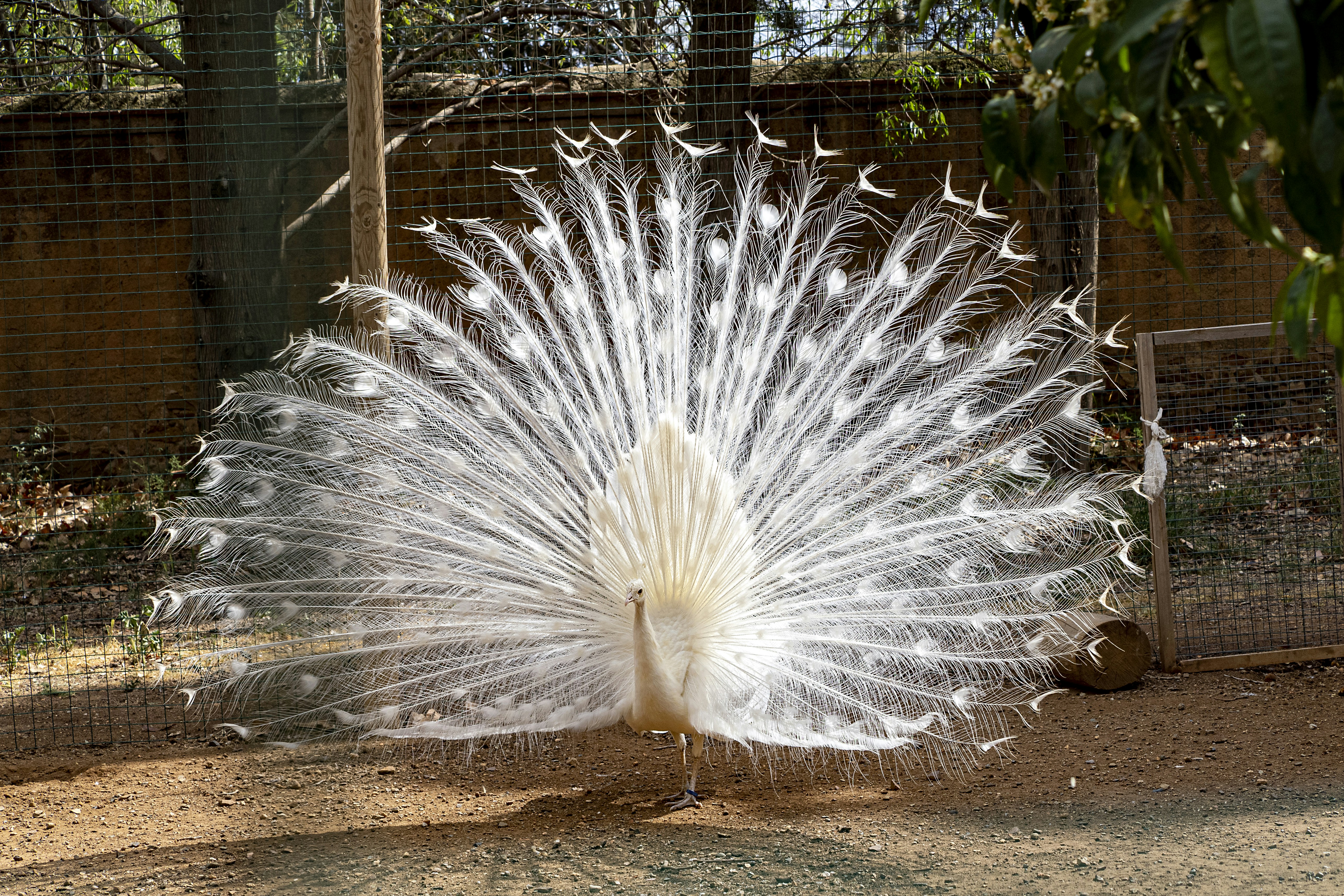 Piuma di pavone bianco in fotografia ravvicinata foto – Immagine gratis di  Animale su Unsplash, image size:3000x2000