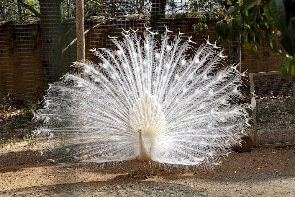 a white peacock with its feathers spread out
