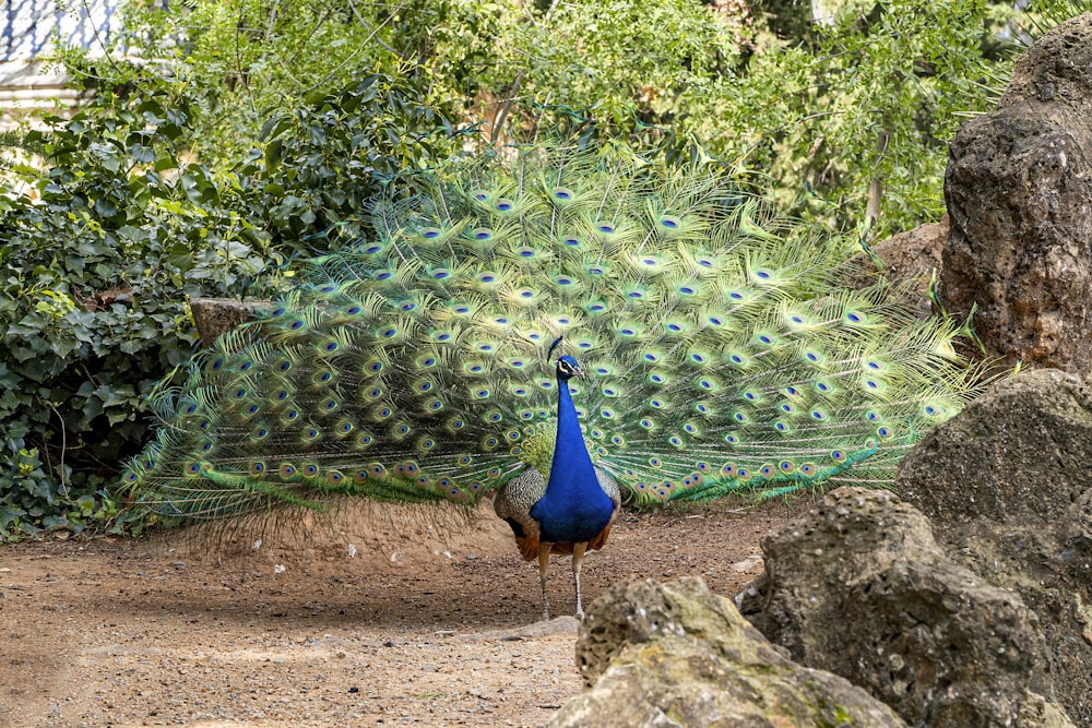 a peacock with its feathers spread out