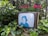 An old television sits among lush green foliage and pink flowers. On the screen is an illustration of a person in blue shades, with a blurred background scene. The setting blends natural elements with a retro electronic device.