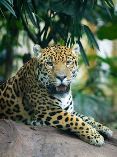 A jaguar with a distinctive spotted coat rests on a rock, partially obscured by lush green foliage, with a focused gaze and slightly open mouth.