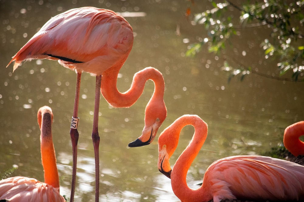 a group of flamingos standing in a body of water