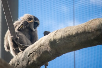 a monkey that is sitting on a tree branch