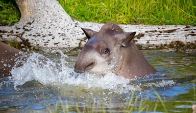 Baird's Tapir walking on the beach at Sirena Station