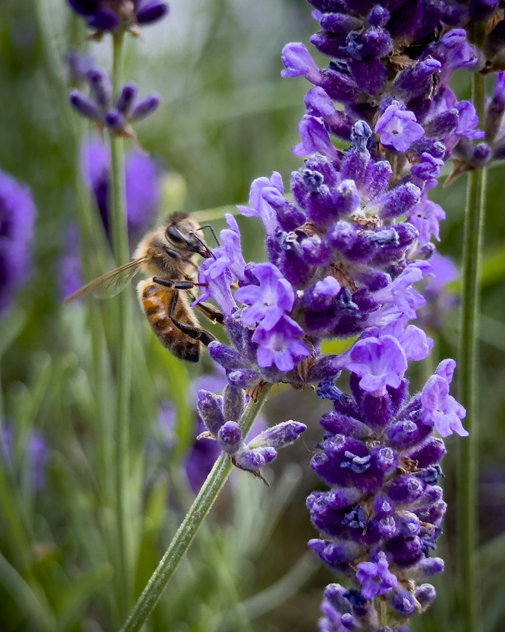 a bee is sitting on a purple flower