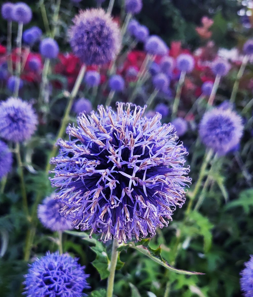 a close up of a purple flower near many other flowers