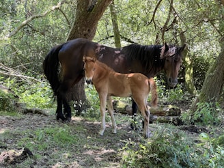 A brown mare stands protectively beside her foal in a lush forest with dense green foliage and dappled sunlight filtering through the trees.