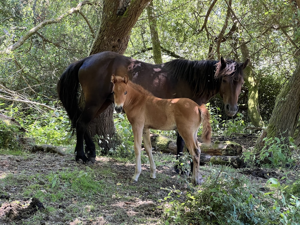 a couple of brown horses standing next to each other