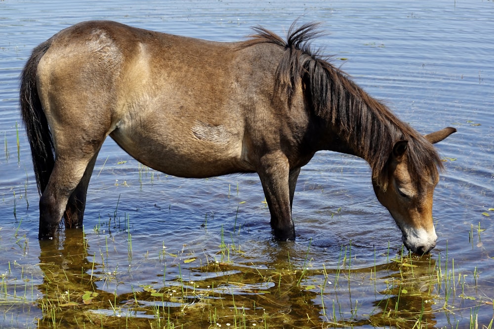 um cavalo em pé em um corpo de água