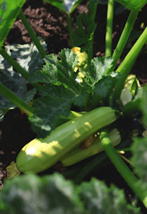 a close up of a cucumber growing in a garden