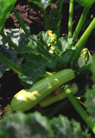 a close up of a cucumber growing in a garden