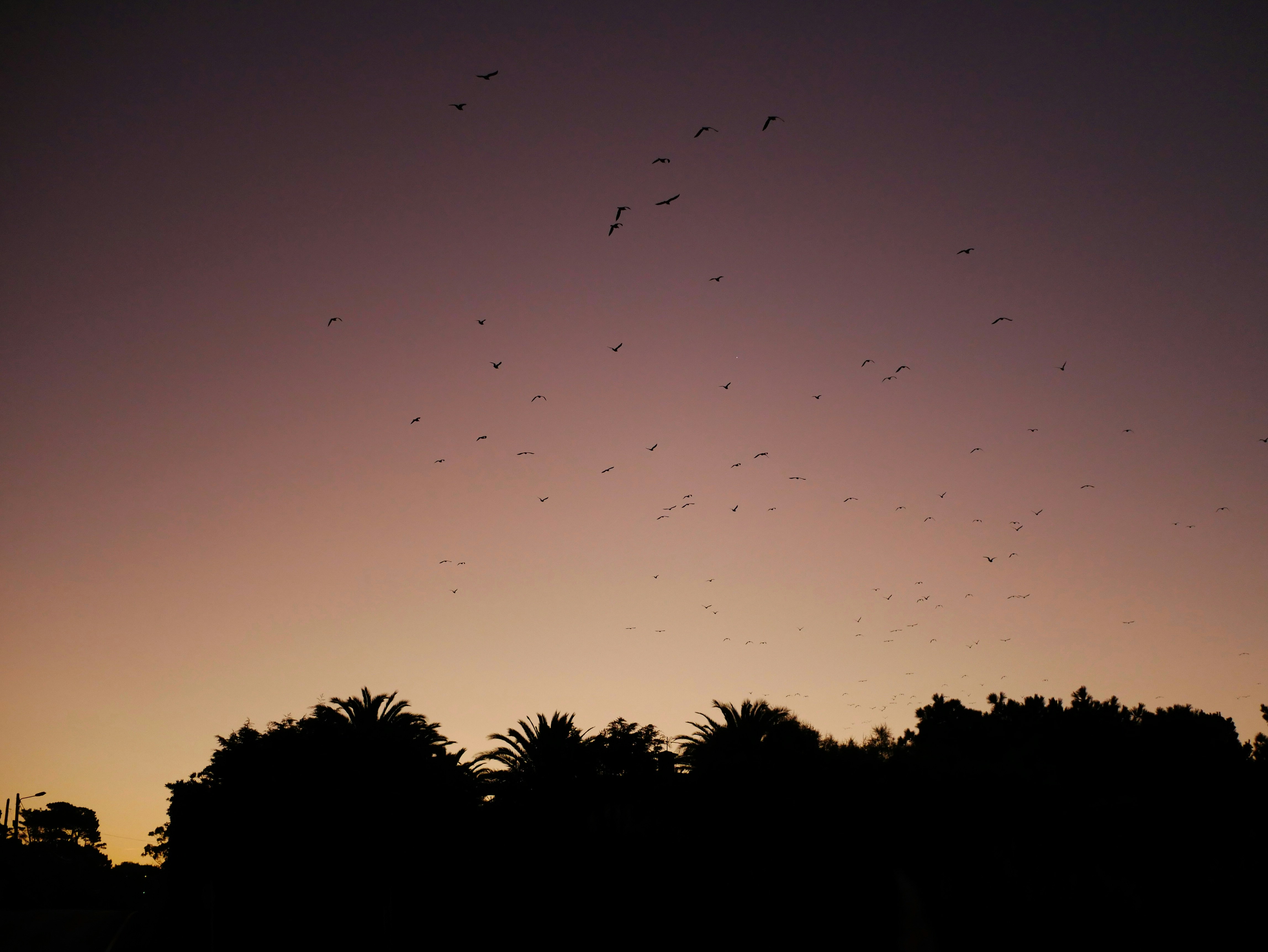 日没時に木の上を飛ぶ鳥の群れ