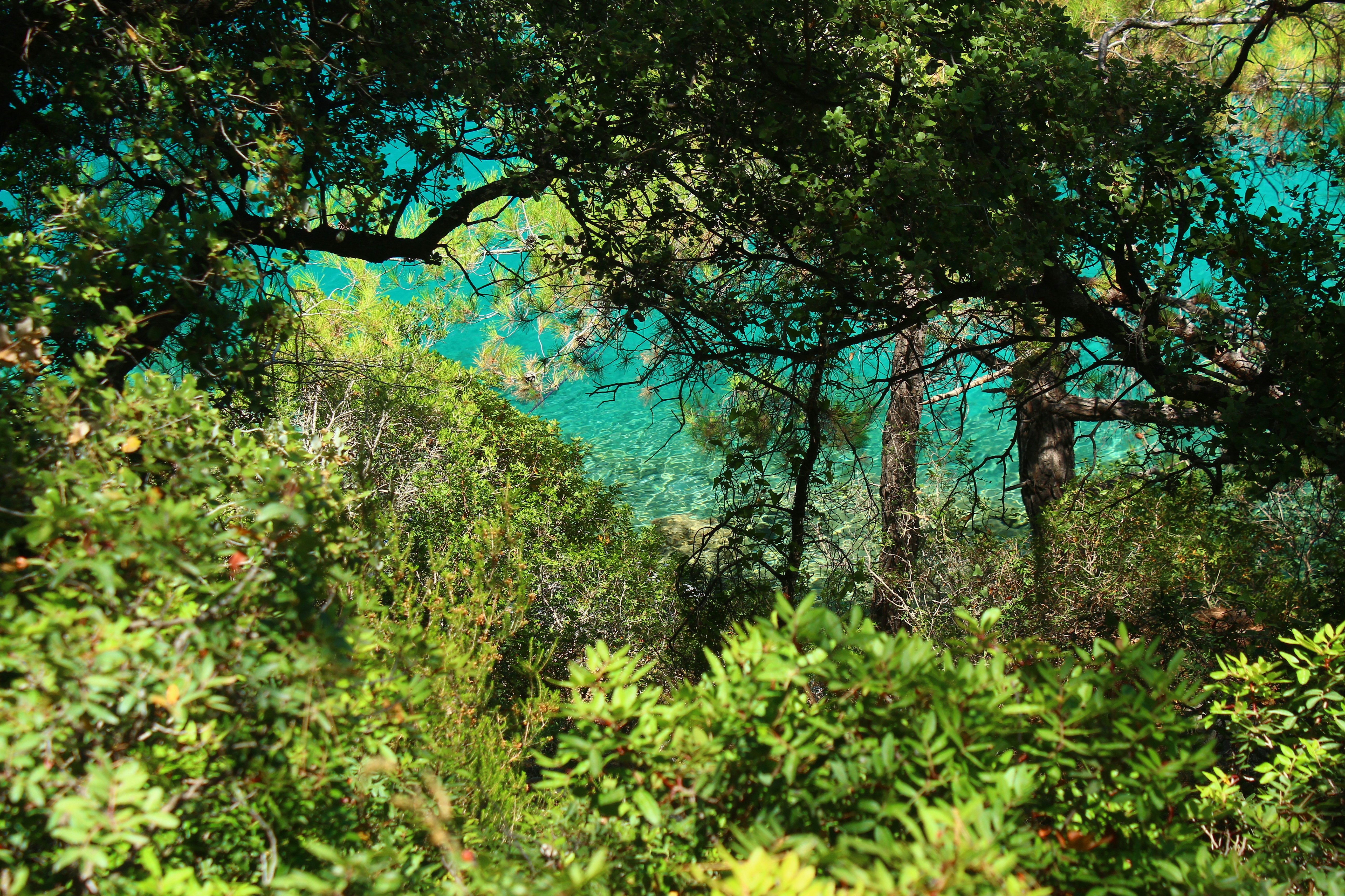 вид на водоём сквозь кроны деревьев