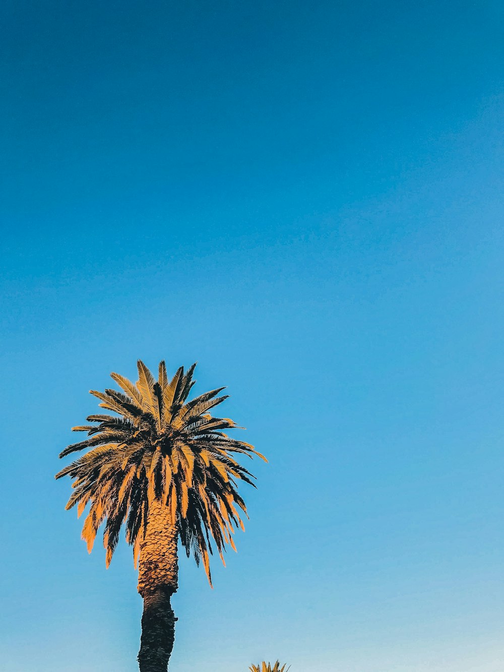 a palm tree with a blue sky in the background