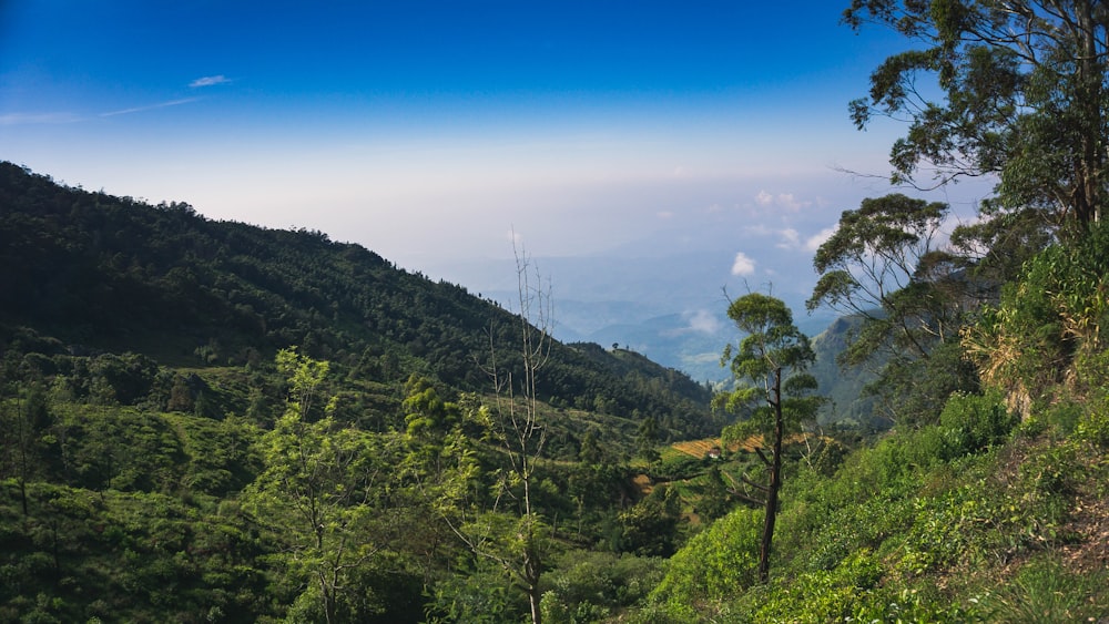 a lush green hillside covered in lots of trees