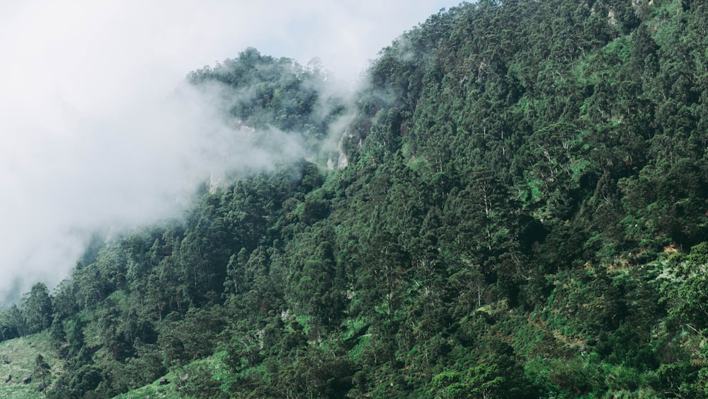 a mountain side covered in trees and fog