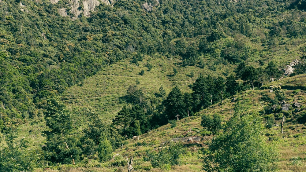 a lush green hillside covered in lots of trees