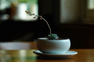 Suculenta Verde