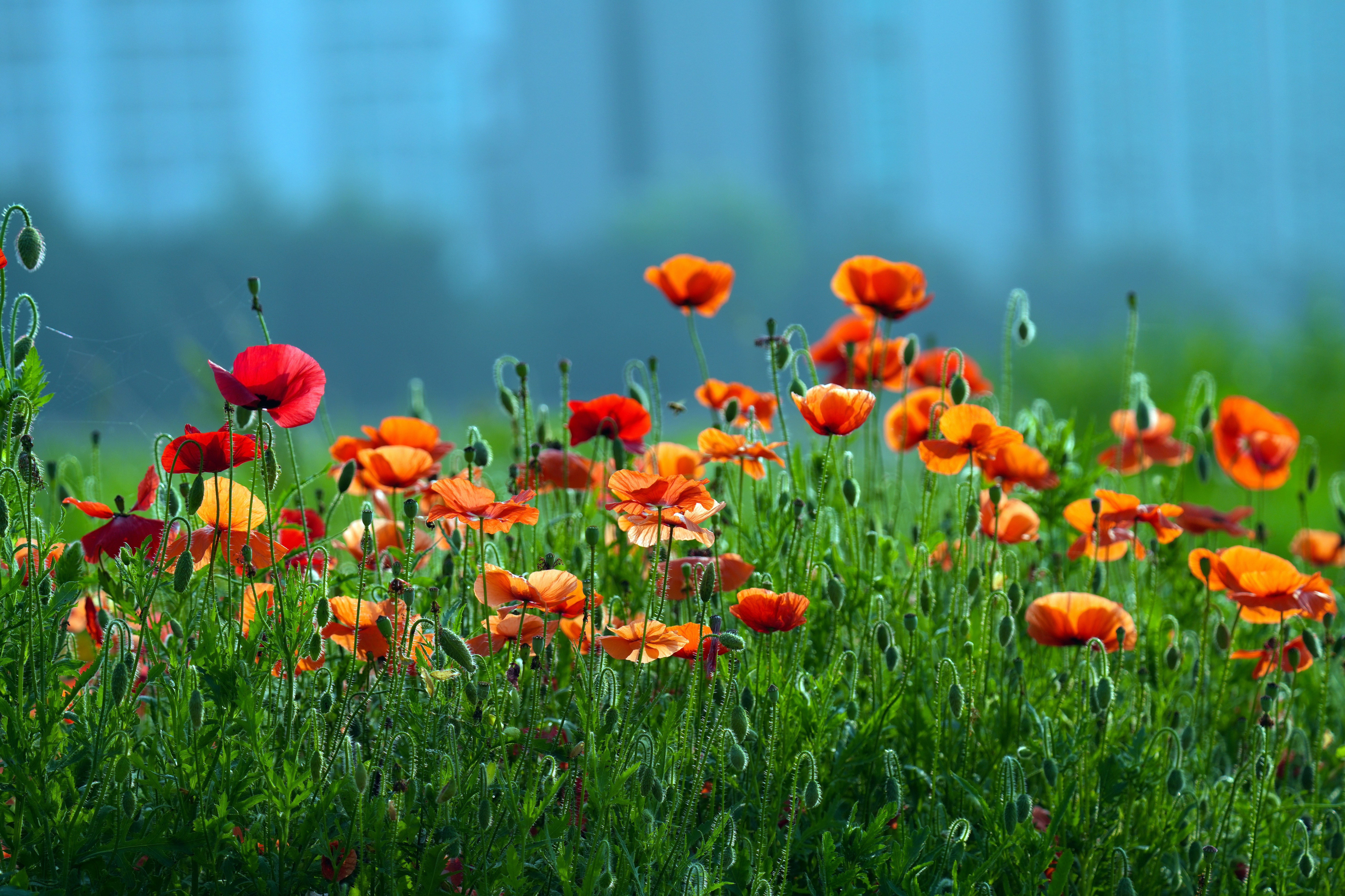 Photo by kim_dae_jeung