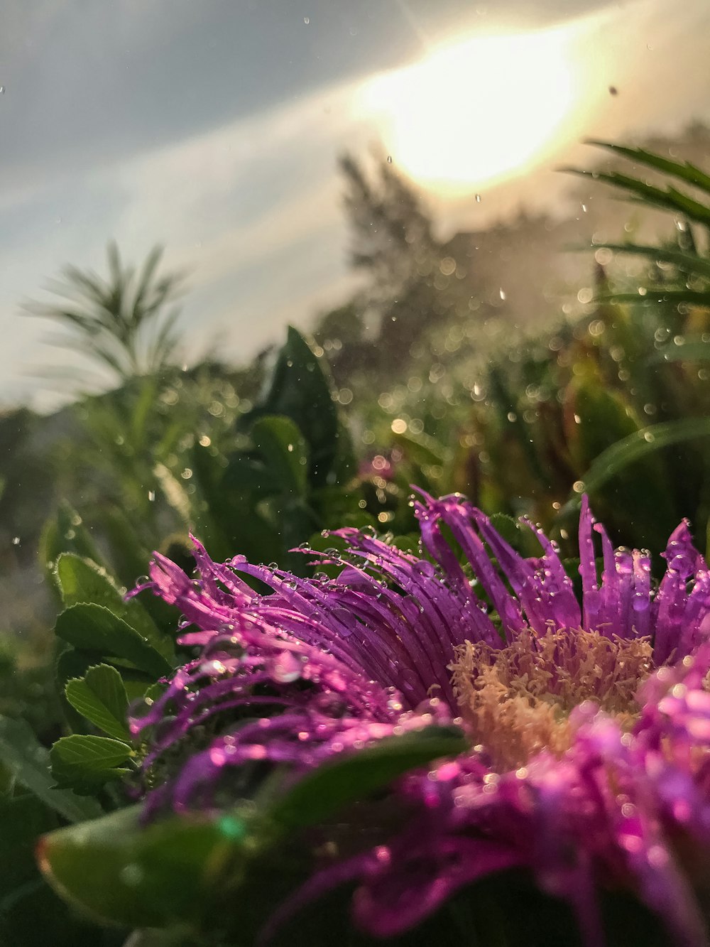 a close up of a purple flower with the sun in the background