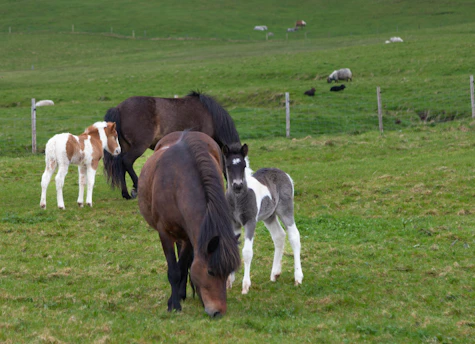 A lively scene showing a Poitevin draft horse grazing peacefully near a group of goats clearing dense brush on a sunny day at the equibee farm in Saint-Herblain.