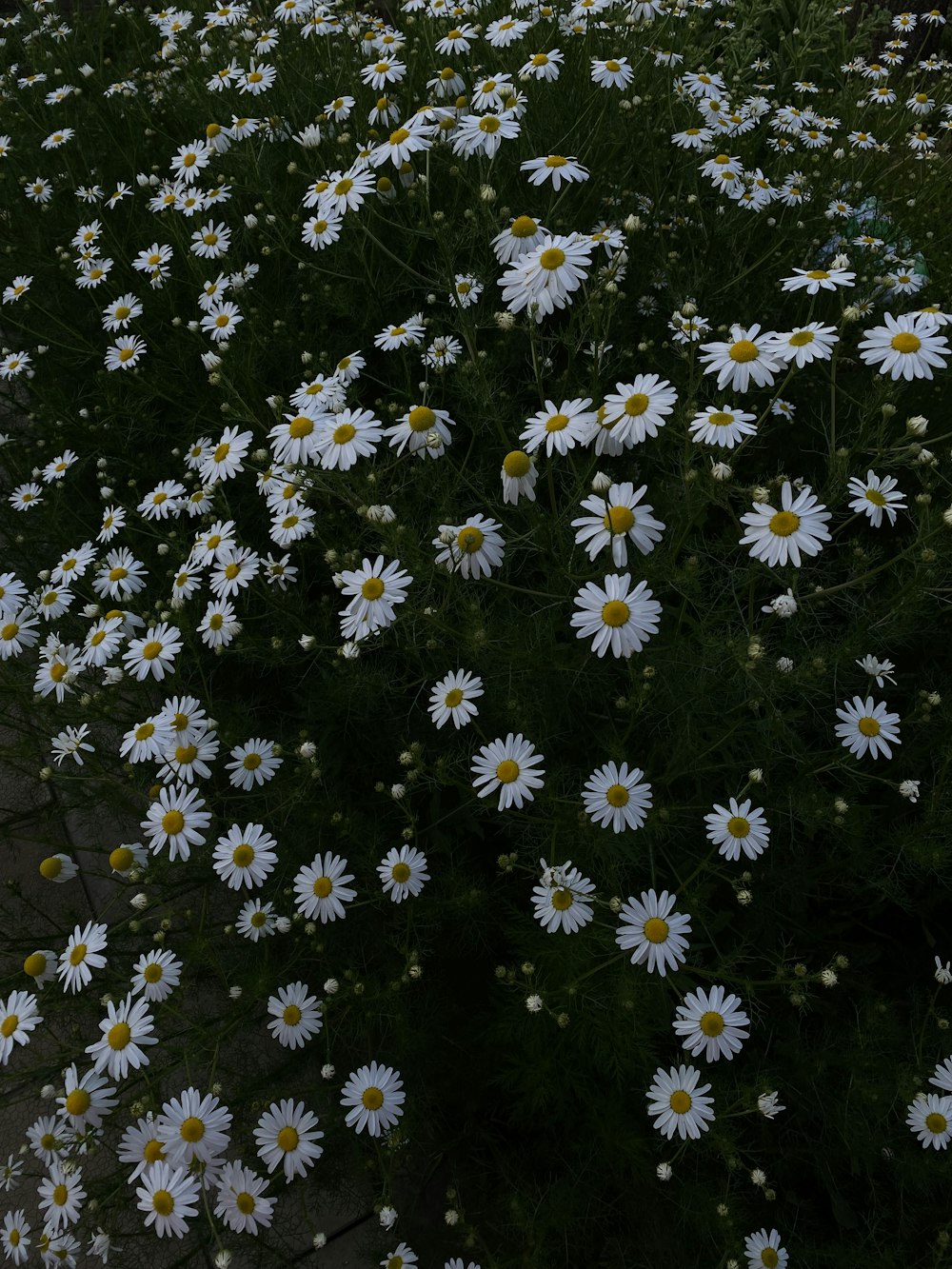 a field of white daisies on a sunny day