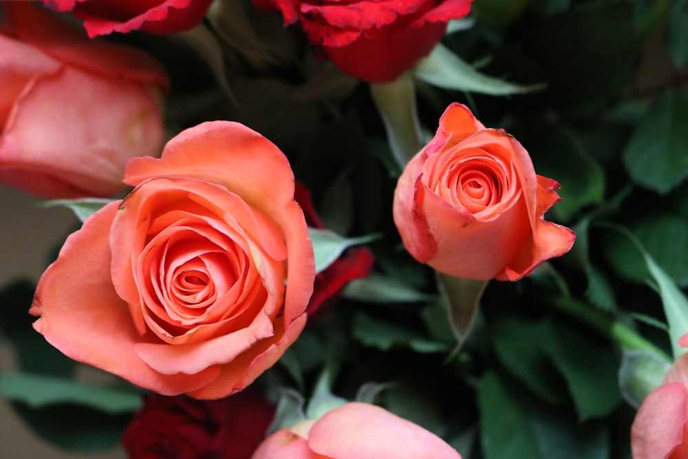 a close up of a bunch of red roses