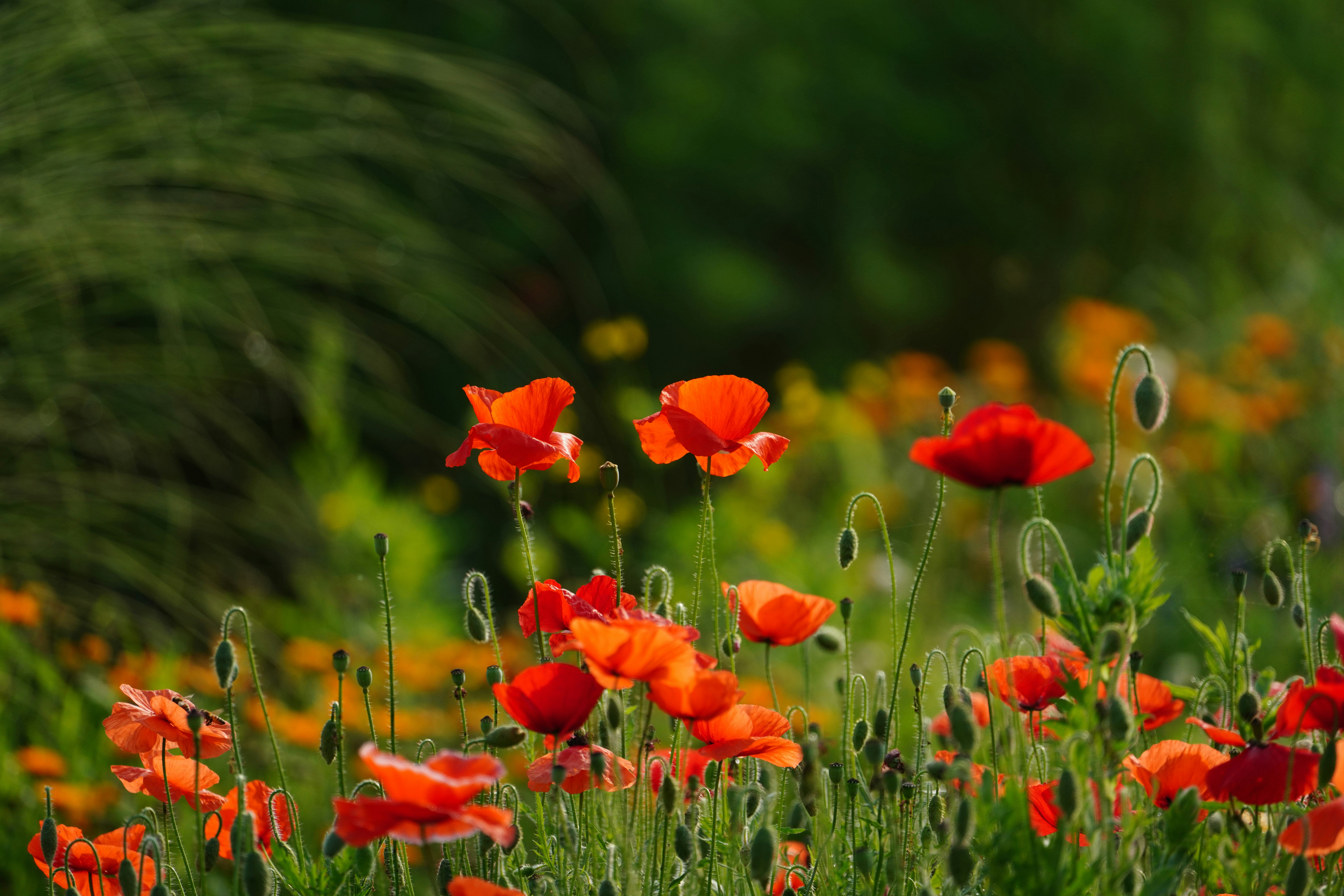 Photo by kim_dae_jeung