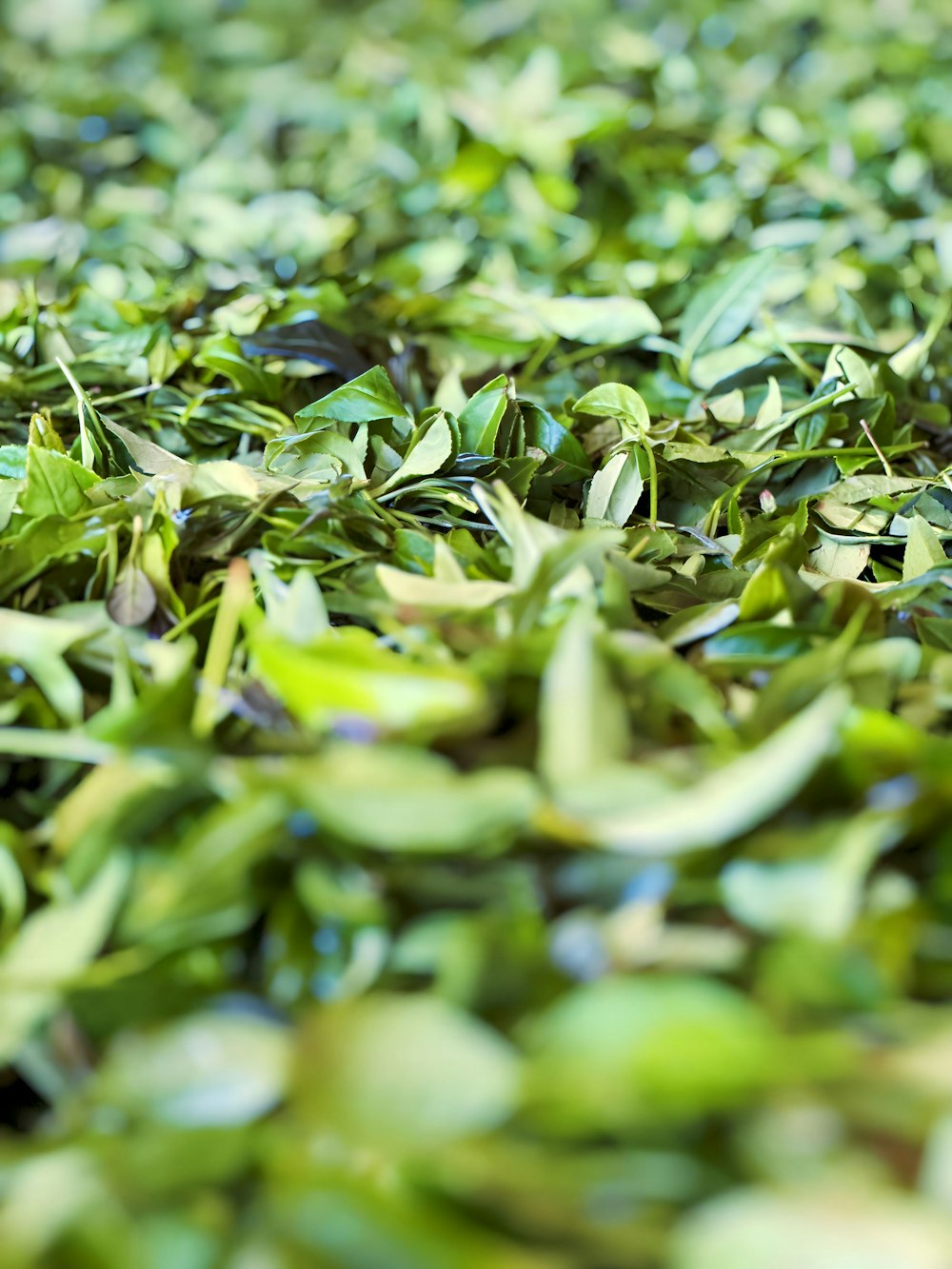 a close up of a bunch of green leaves