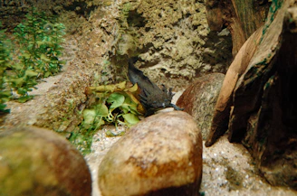 Close-up of a detailed axolotl sculpture surrounded by lush green aquatic plants native to Xochimilco.