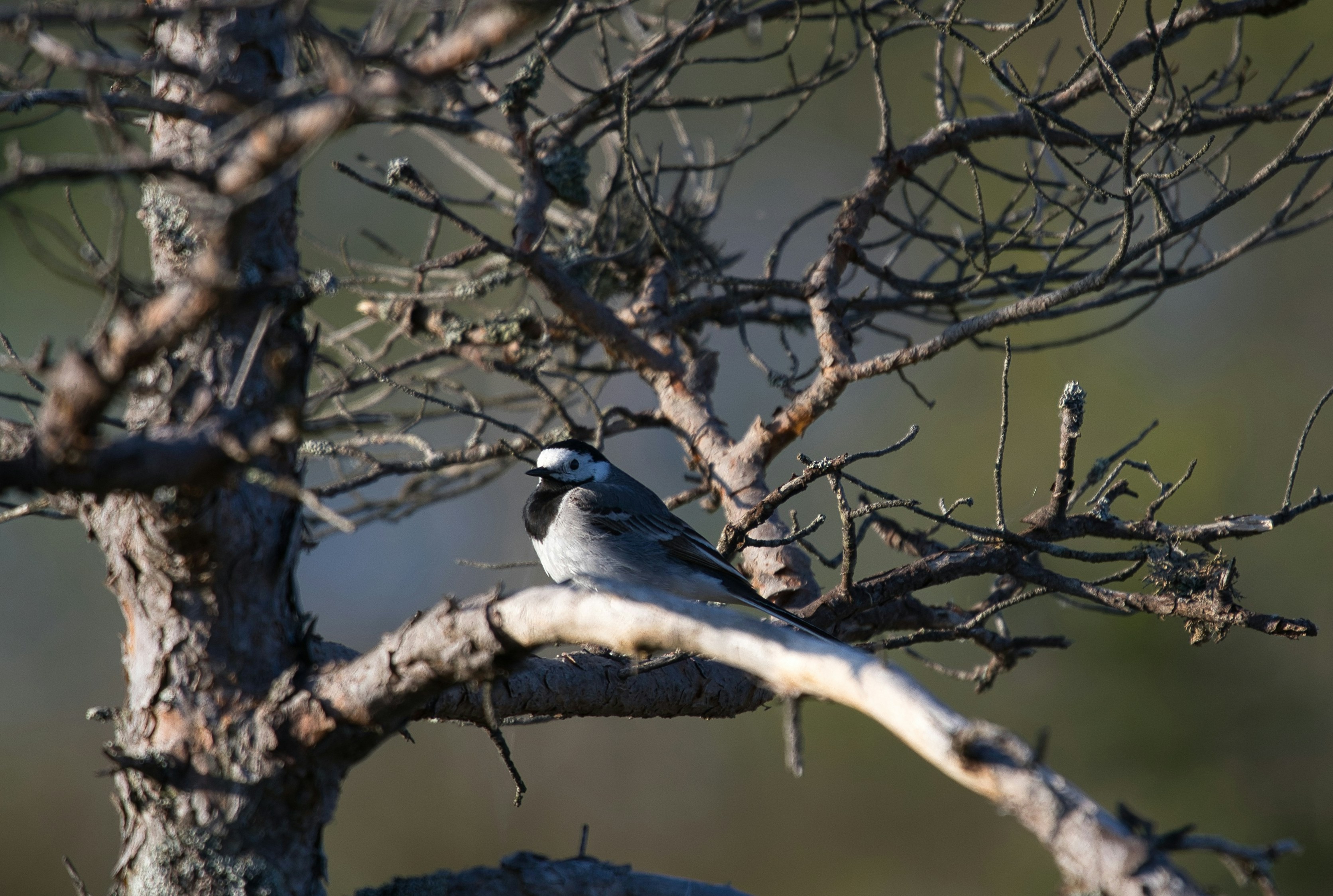 Photo by andruslukas