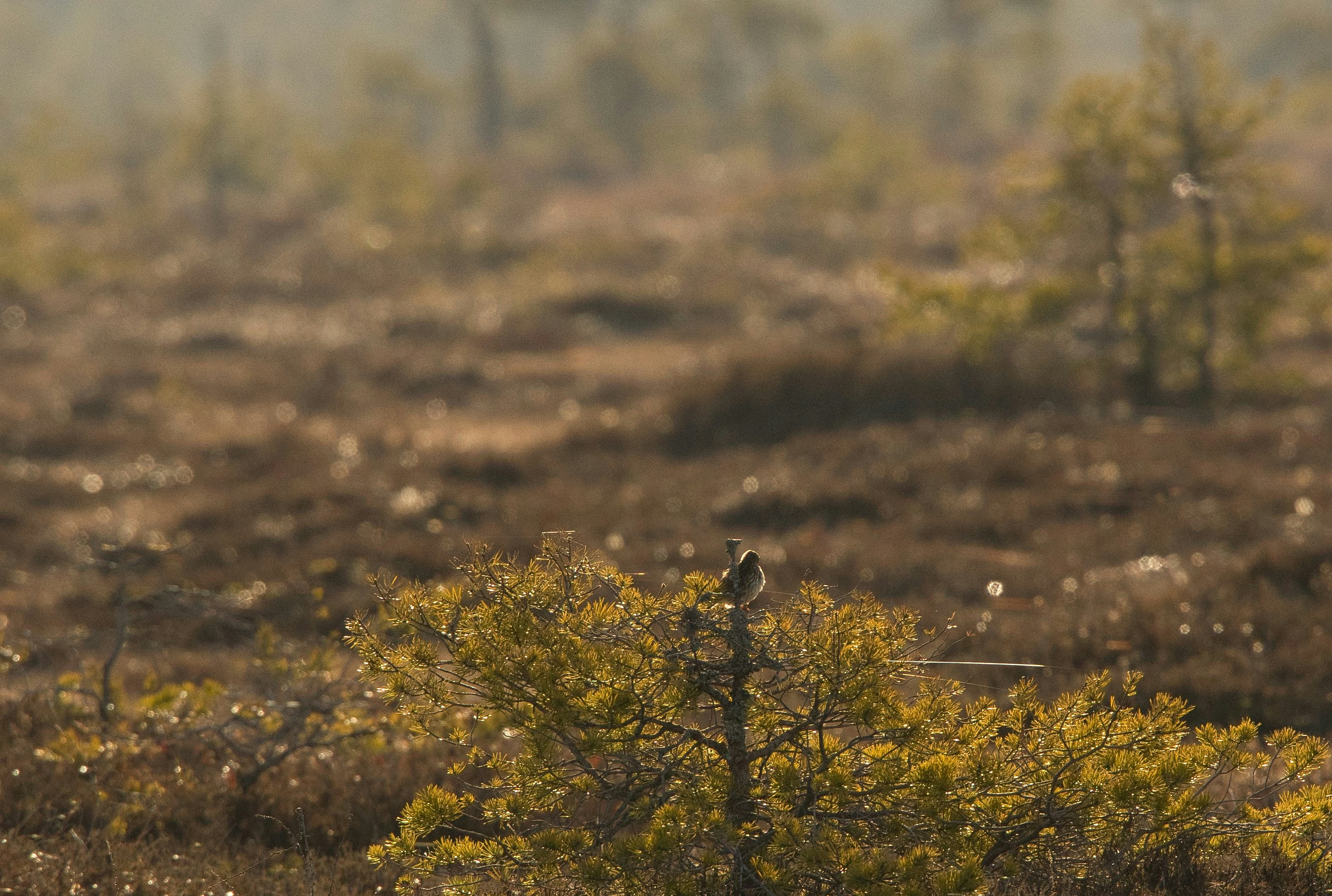 Photo by andruslukas