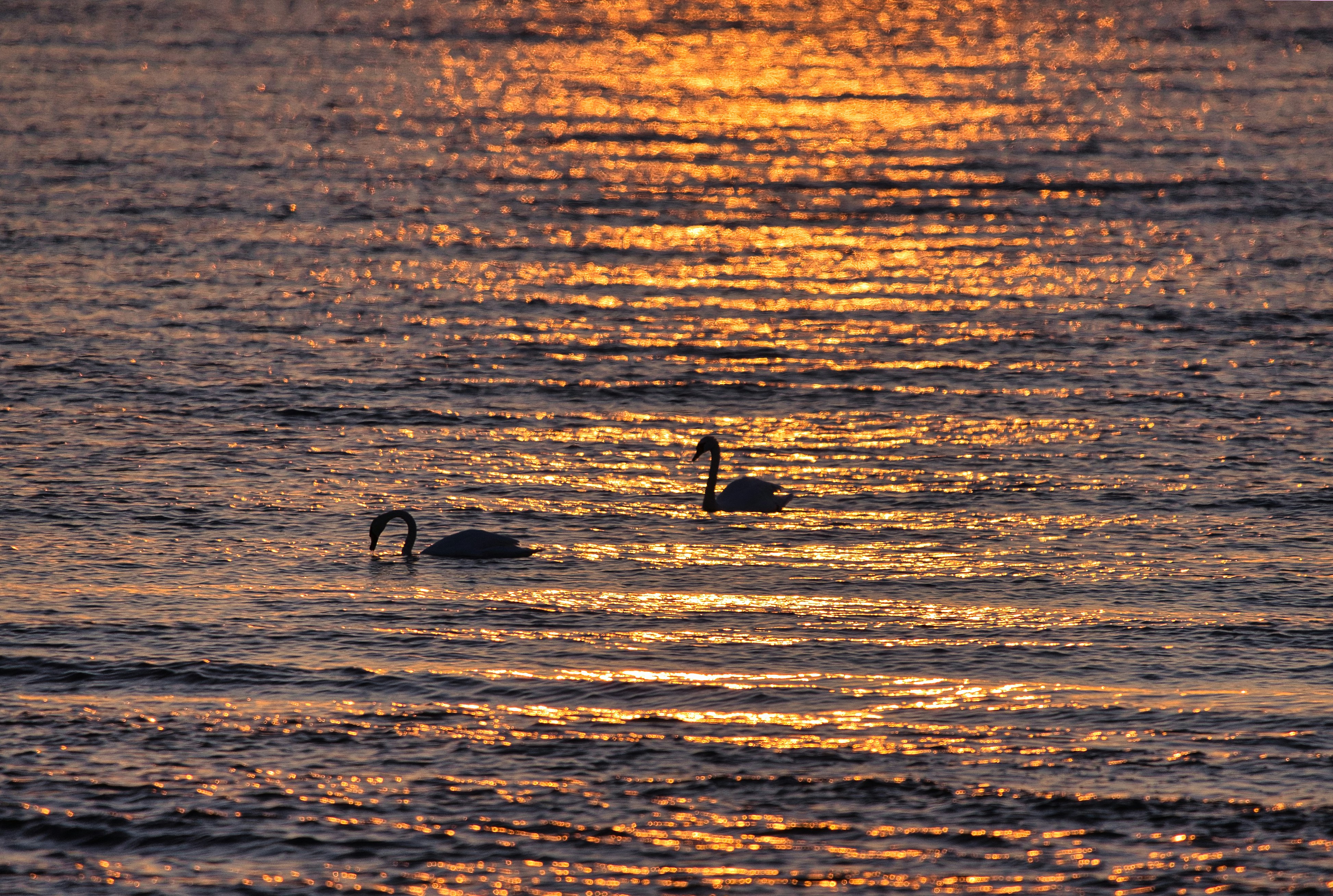 Photo by andruslukas