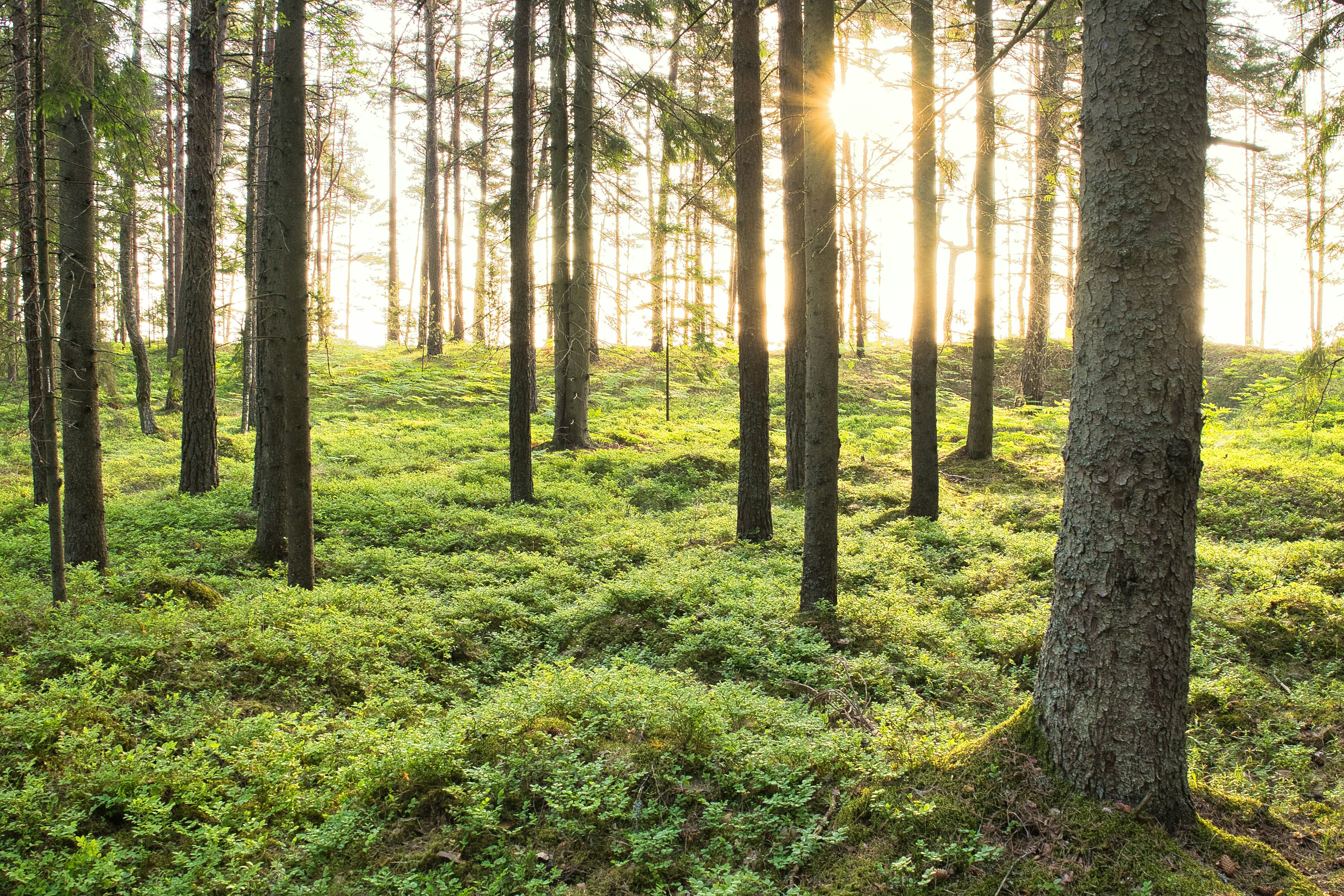 Photo by andruslukas