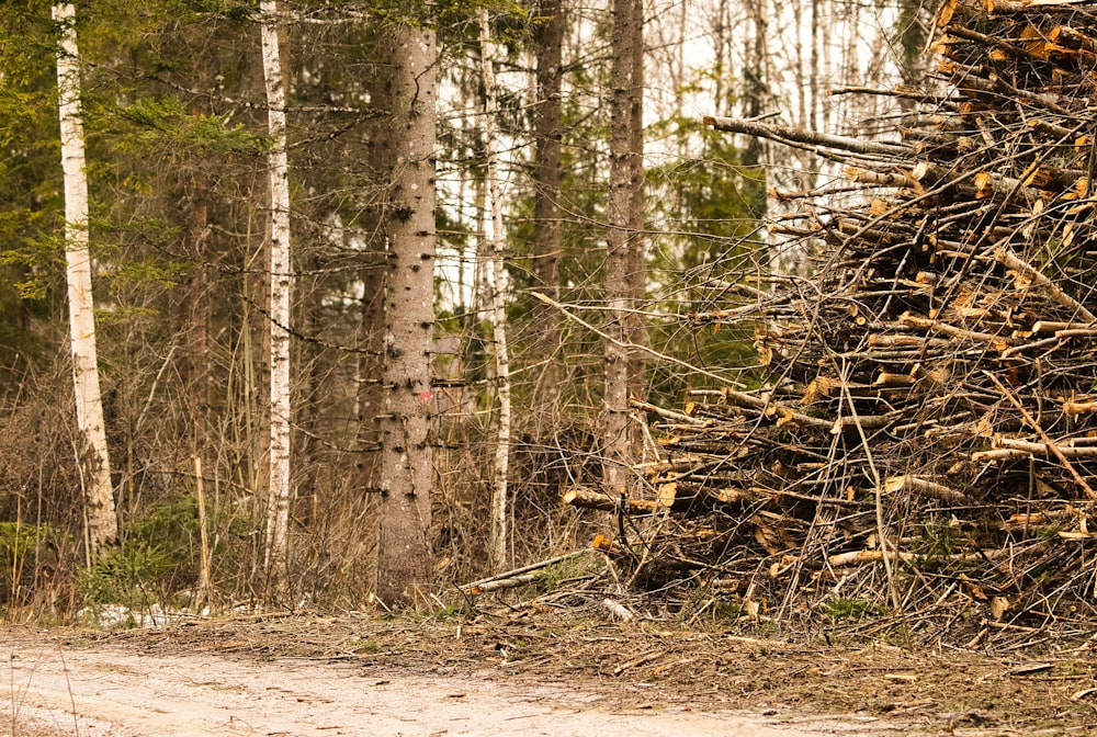 a large pile of logs sitting in the middle of a forest