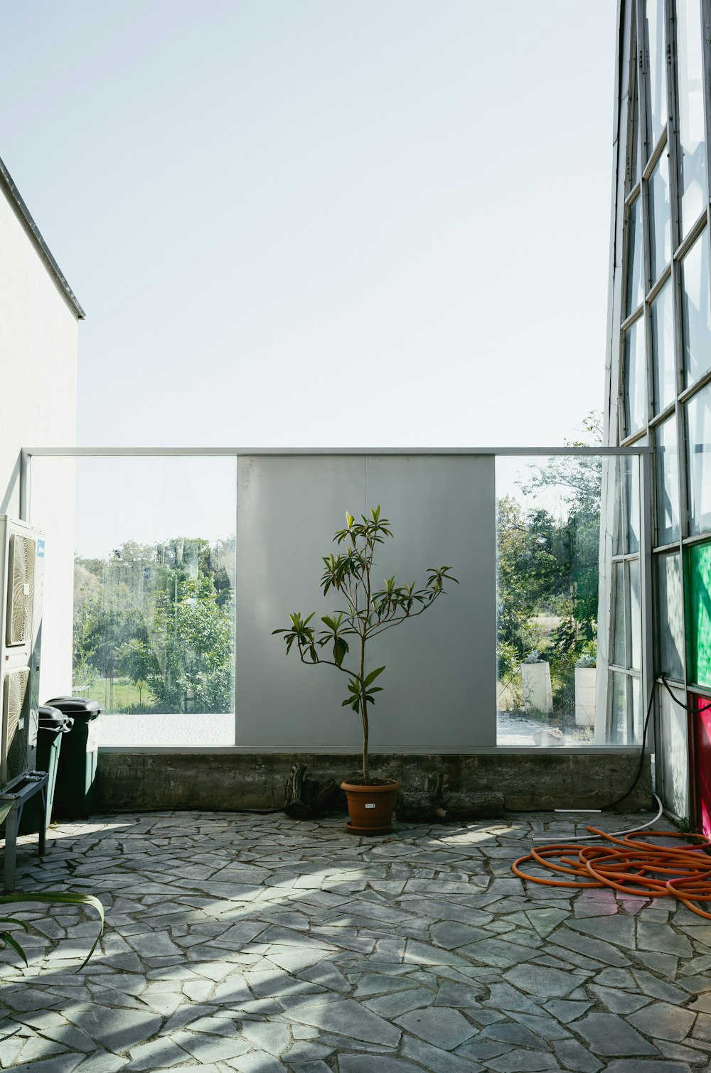 a small tree in a pot on a patio