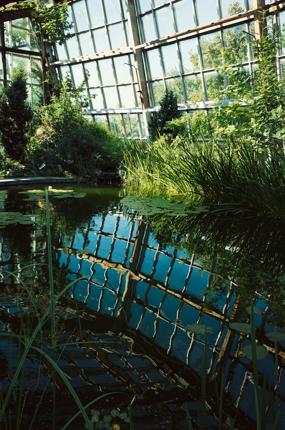 a pond inside of a glass walled building