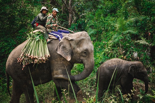 Two people are riding on the back of an elephant through a lush, green forest. The elephant is carrying a load of cut plants or grass. Beside them, a smaller elephant walks through the dense vegetation, surrounded by tall trees and ferns.