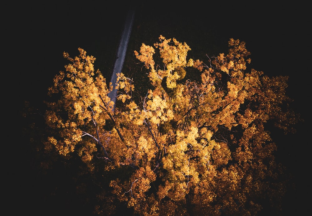 a tree with yellow leaves in the dark