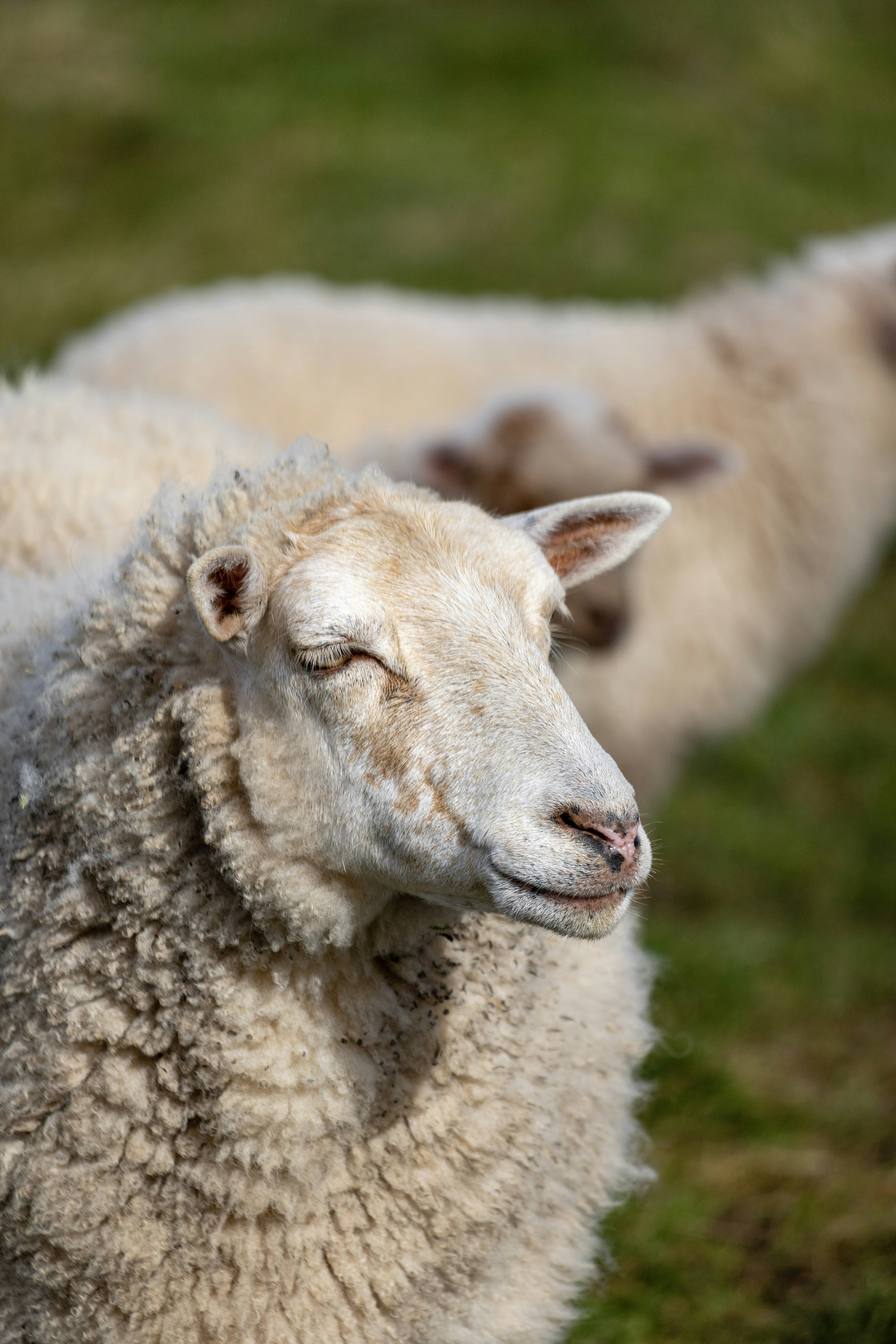 Pastorale new age | Gazette Drouot, image size:3000x4500